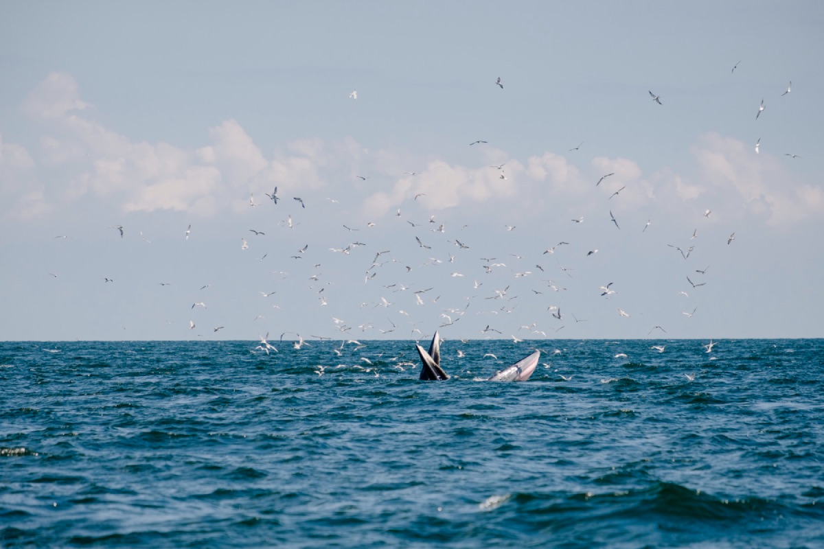 El proyecto, un riesgo para las ballenas que habitan en el Golfo de California