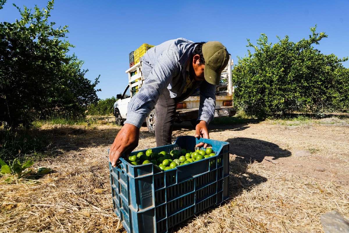 Productores de limón en Michoacán han tenido que suspender sus actividades debido a la violencia