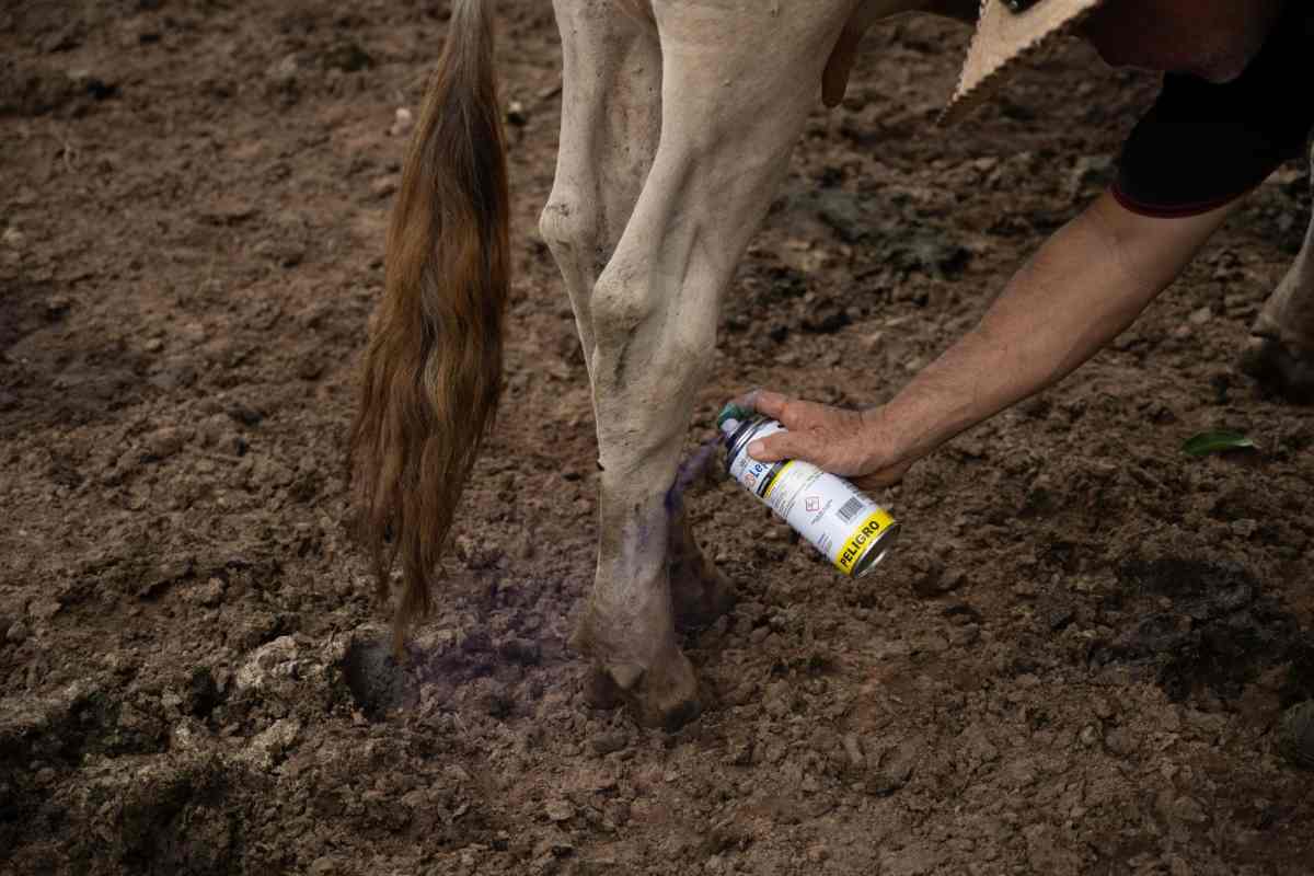 confirma-eu-segunda-infeccion-gusano-barrenador-3
