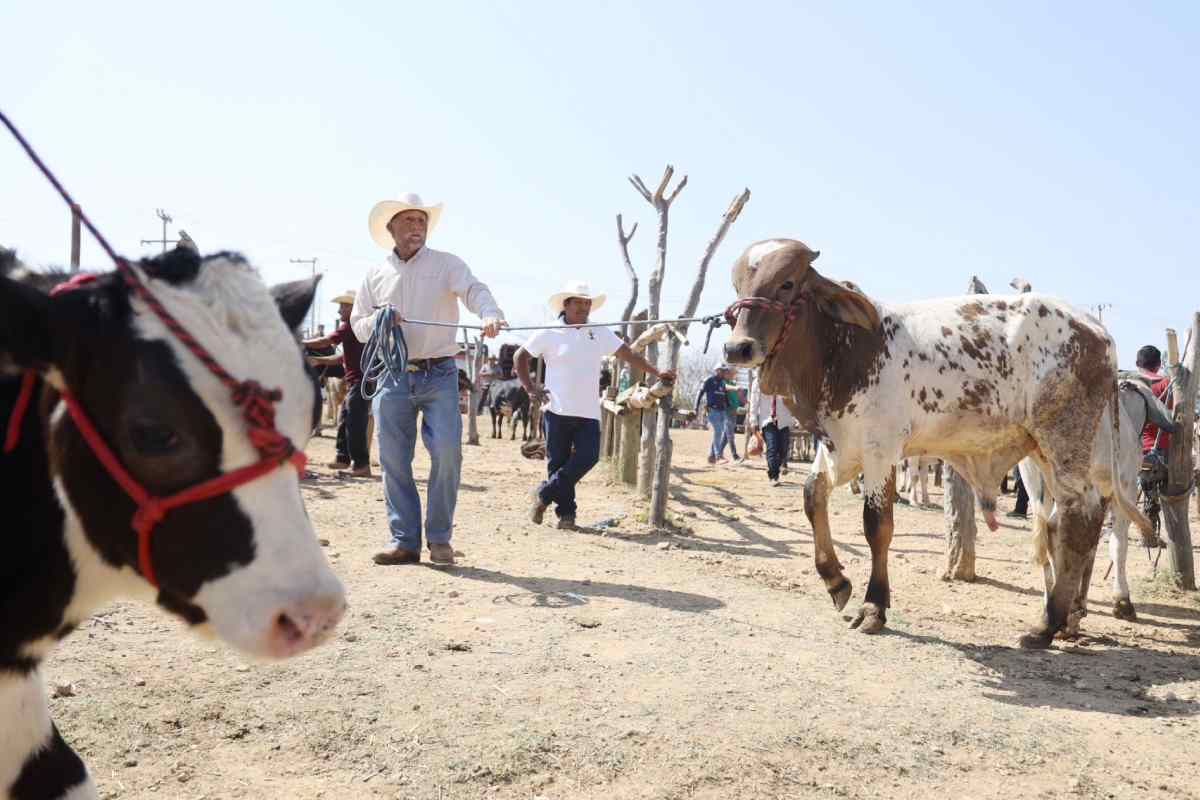 cuarentena-primer-caso-gusano-barrenador-texas-2