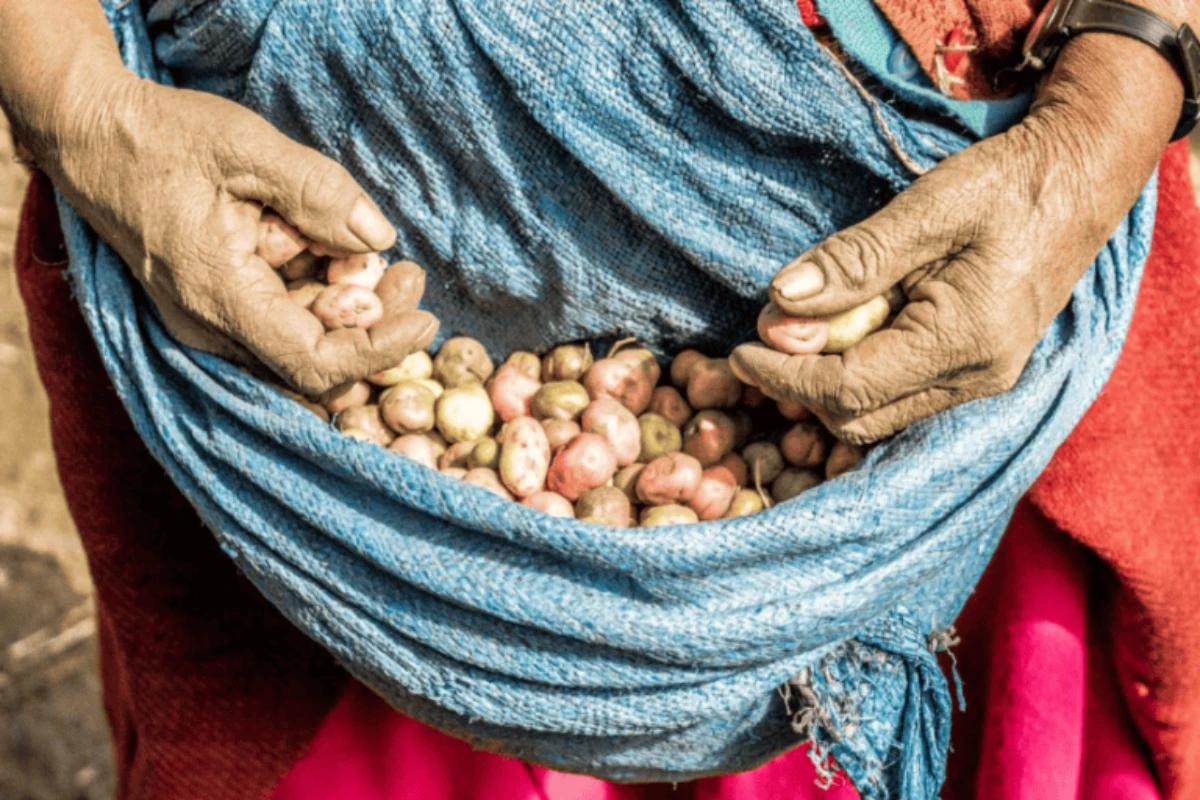 Las comunidades de Cuyocuyo conservan bancos de semillas nativas y sistemas de cultivo en distintos pisos altitudinales conservados por generaciones.