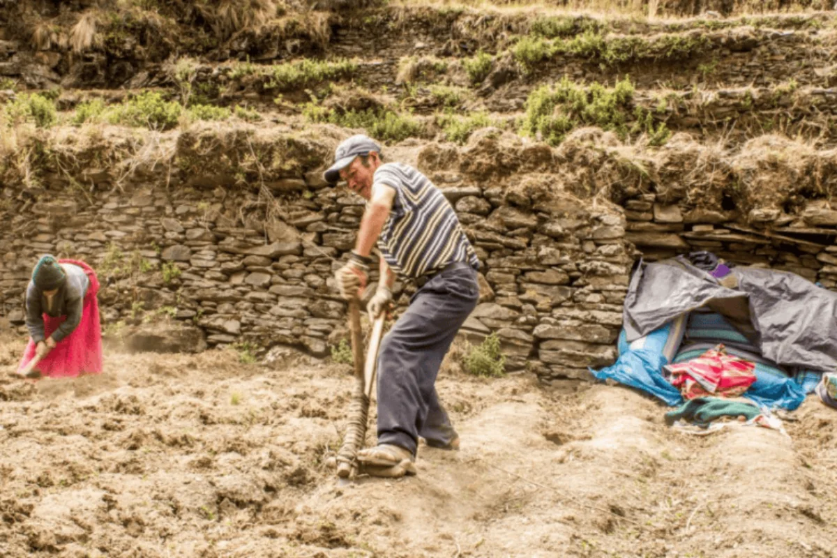 Seis comunidades quechuas de Cuyocuyo mantienen sistemas agrícolas ancestrales que hoy son reconocidos por su aporte a la conservación de la biodiversidad.