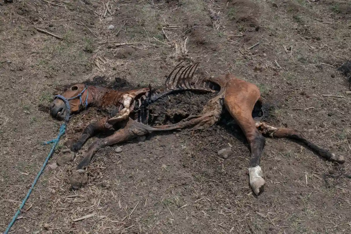 La vida no cabe en un costal. El desplazamiento forzado por la violencia en Chilapa.