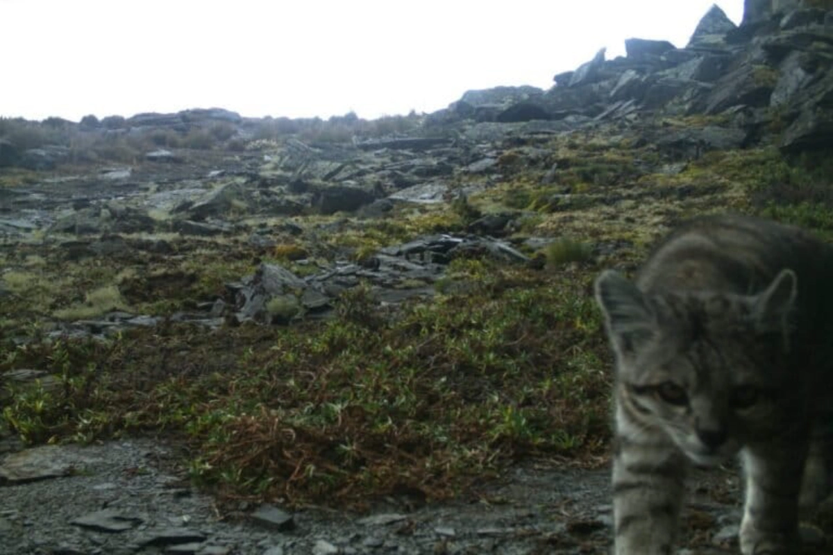 Los andenes de Cuyocuyo sirven de refugio para especies como el gato andino, el puma y más de 100 aves altoandinas registradas en la zona.