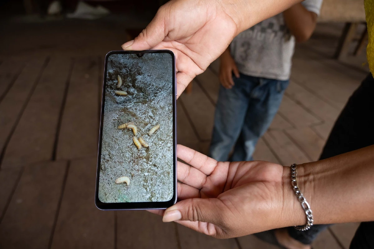 Gusano barrenador en un teléfono movil
