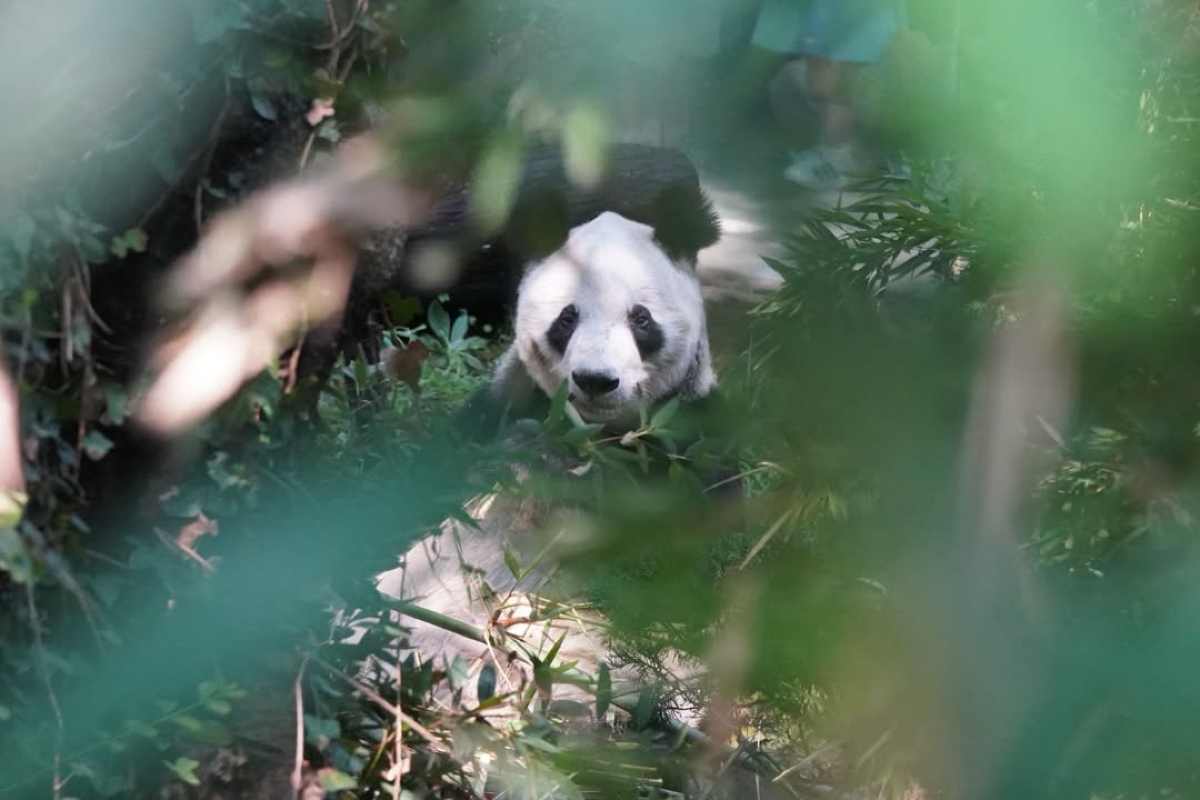 panda xin-xin cumple años