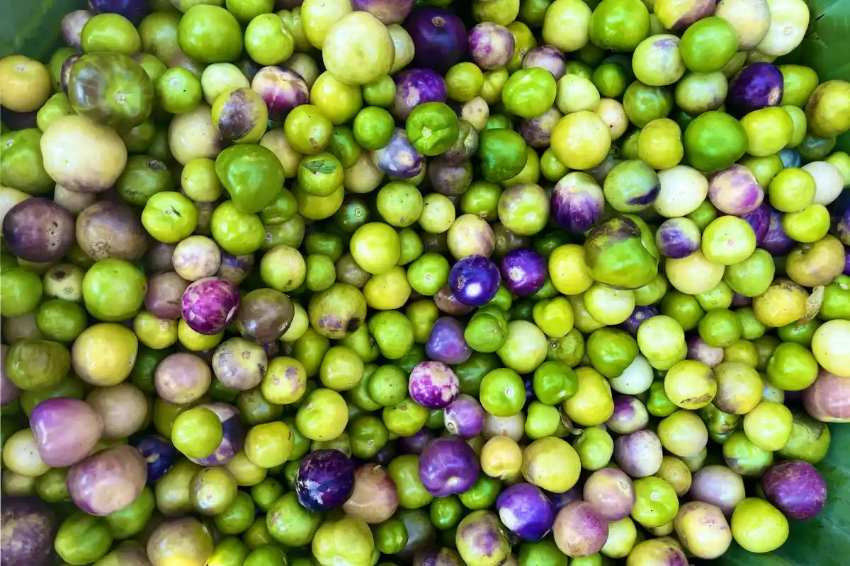 Texturas y colores del tomate verde