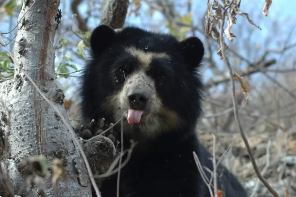 Oso de anteojos u oso andino. Imagen de referencia.