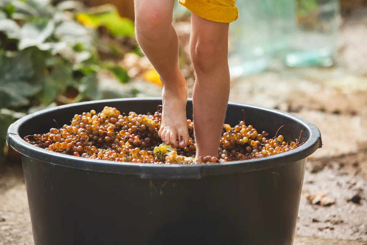 pisado de uvas en Queretaro