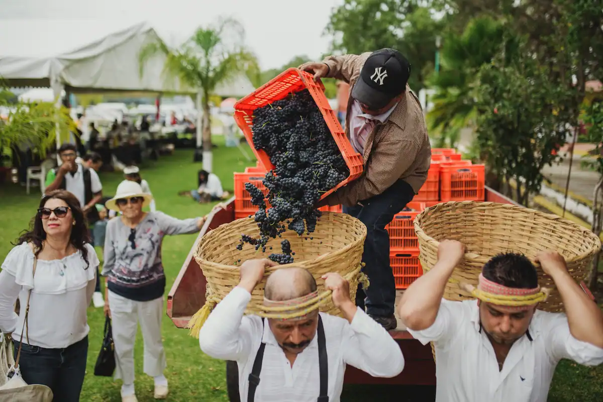 cargando uvas en temporada de vendimias Querétaro