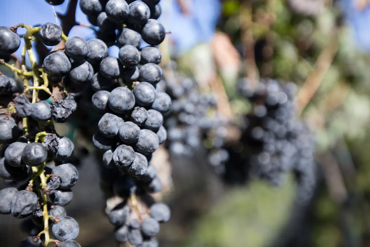 uvas tintas en viñedo mexicano 