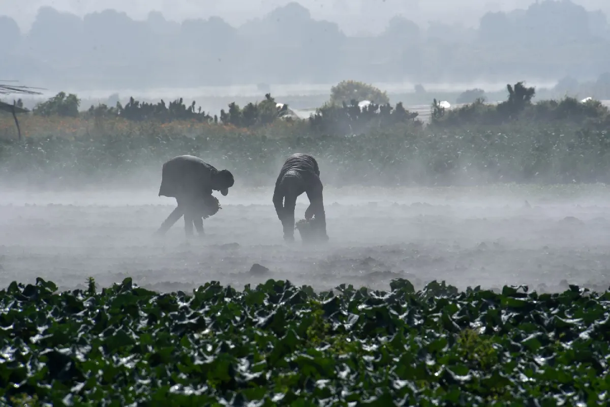 Cofepris descarta Cyclospora en lechugas de México tras análisis