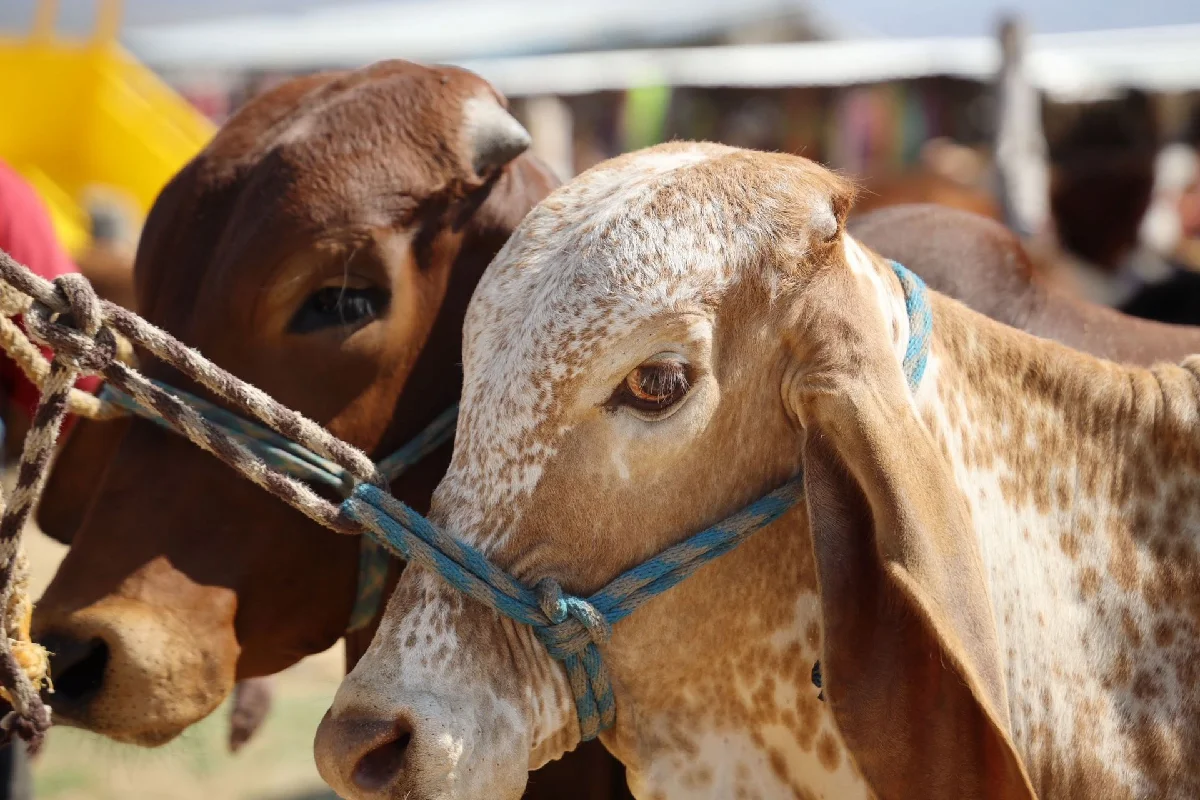 Primer plano del rostro de dos vacas o becerros atados con cuerdas en un corral, mostrando una de ellas un pelaje moteado en tono claro y café.