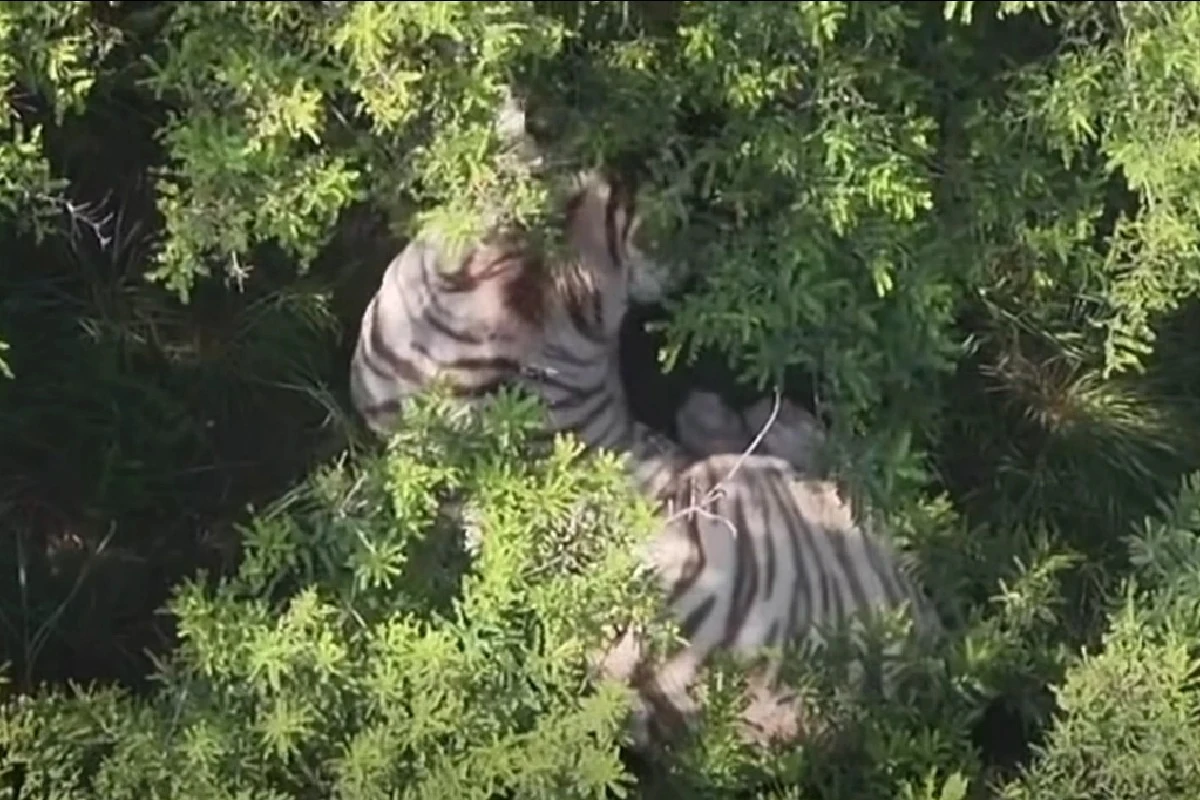 Un tigre de Bengala en el centro de una imagen con muchos arbustos a su alrededor