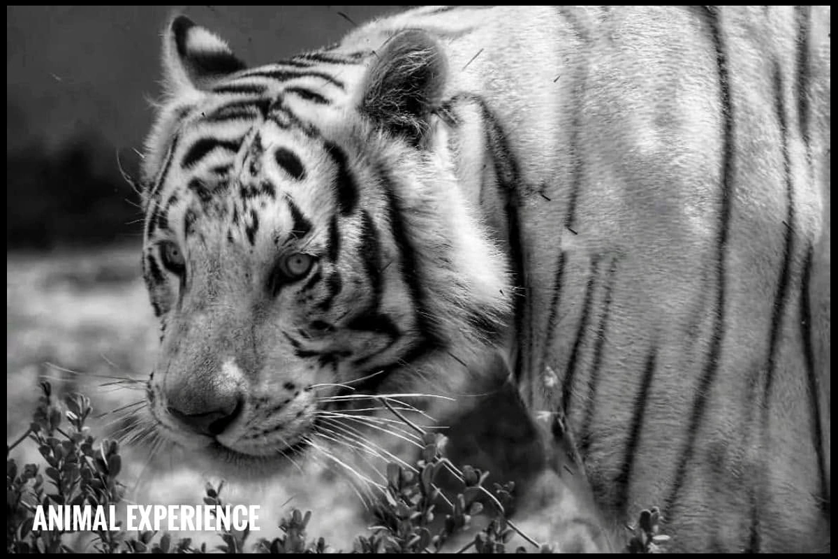 Tigre de Bengala Kenzo mirando de lado