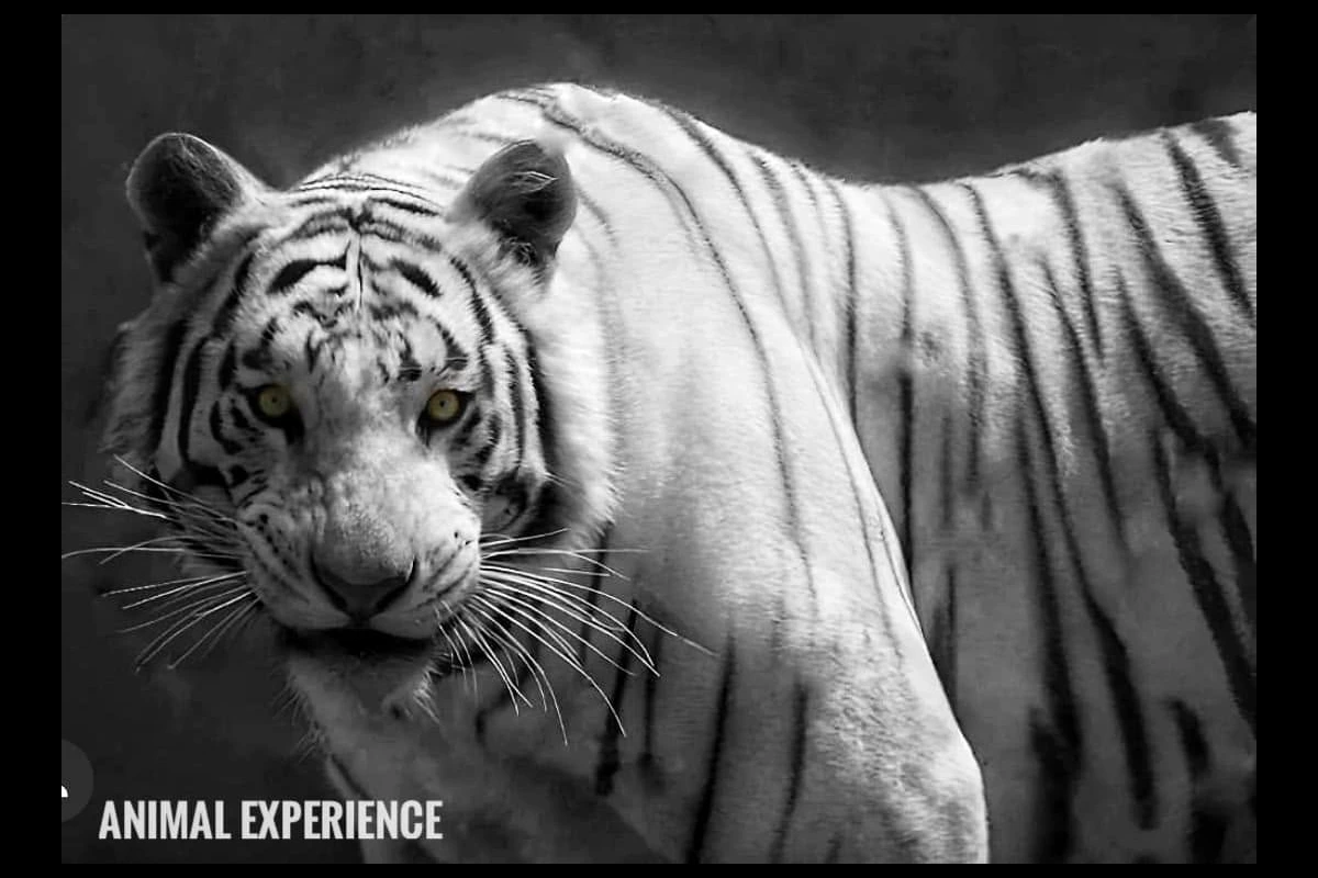 Kenzo, tigre de Bengala 
