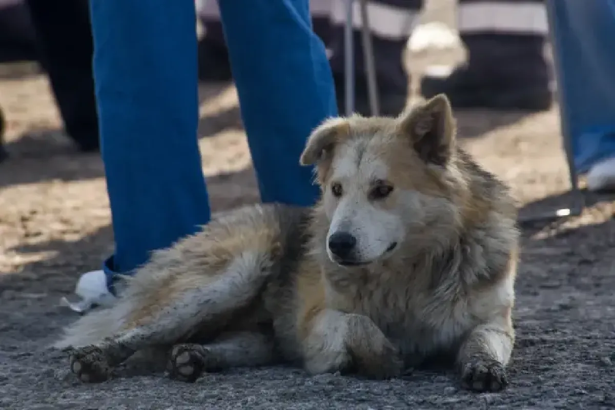 Ley Rocky: iniciativa que busca 8 años de prisión por maltrato animal en NL