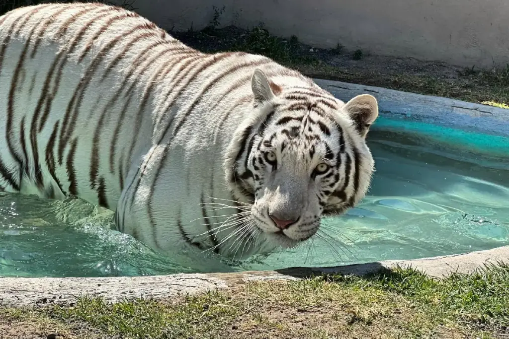Tigre de Bengala