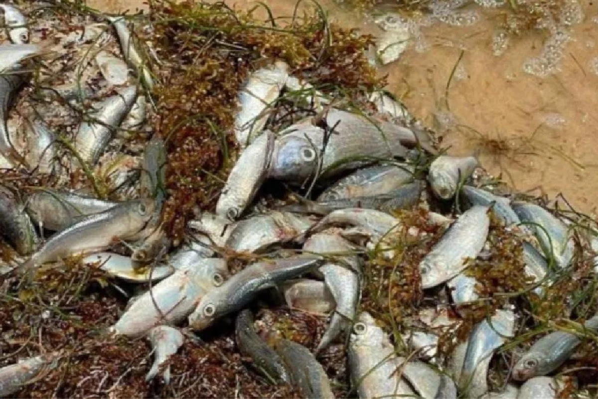 Peces muertos en la orilla de una playa con sargazo en ellos