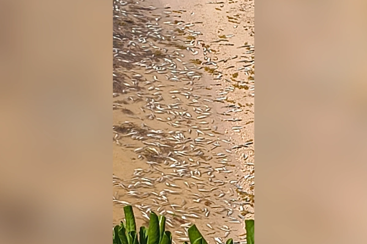 Imagen borrosa de peces muertos en la orilla de la playa de puerto morelos