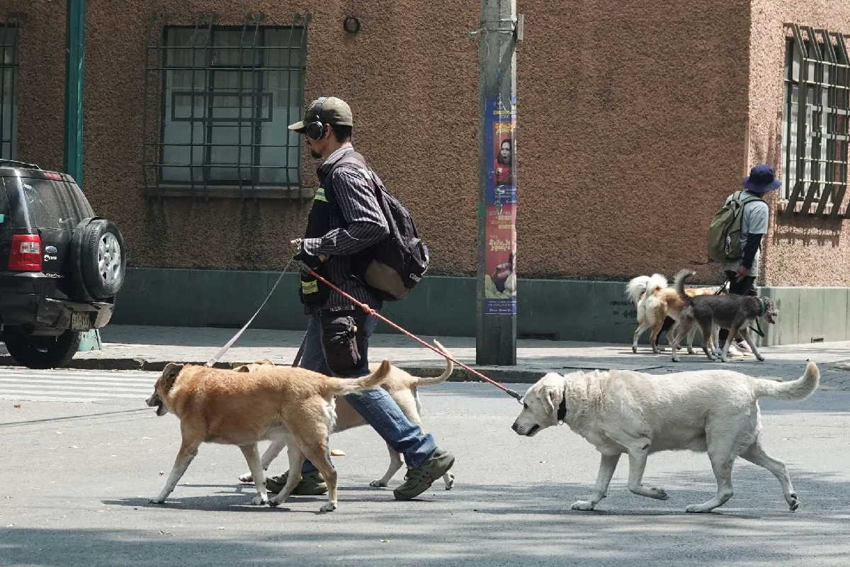 Proponen ley anti Pedro Sola: 15 años de prisión por crueldad animal en CDMX