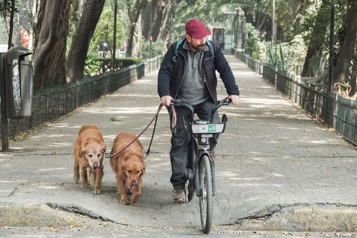Proponen ley anti Pedro Sola: 15 años de prisión por crueldad animal en CDMX