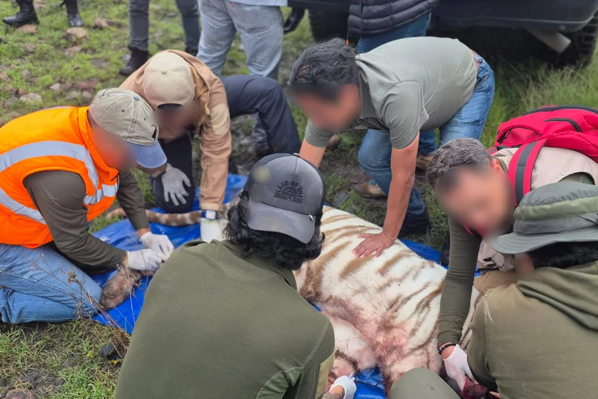 Fotografía que acompañaba el anuncio del rescate con vida de Kenzo | Foto: Profepa