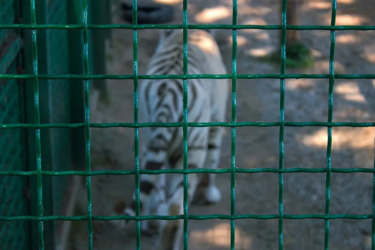Tigre de bengala: Kenzo murió por impacto de bala, dice necropsia 