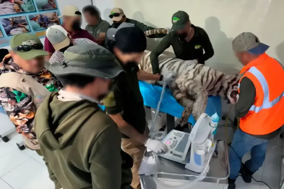 Tigre de bengala: Kenzo murió por impacto de bala, dice necropsia 