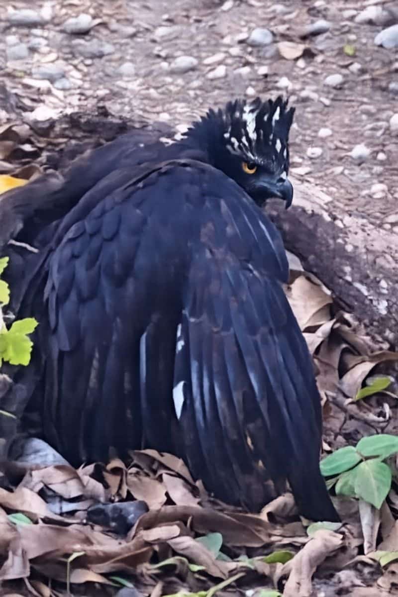 aguila tirana sierra gorda