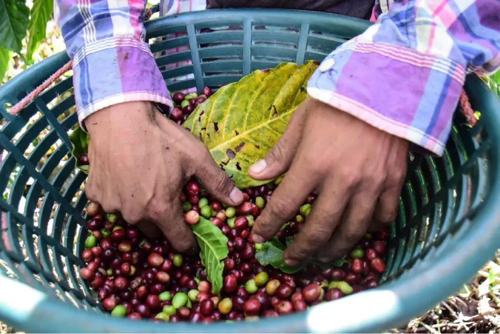 Productos alimenticios como la carne o el café, y algunas piezas para aeronaves, no se verán afectadas por estos aranceles, junto con otros bienes que Estados Unidos no produce.