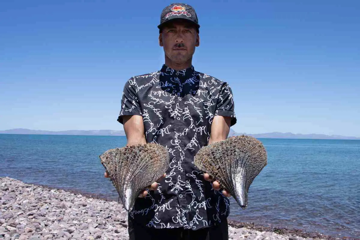vedas y pesca de mariscos como el callo de hacha