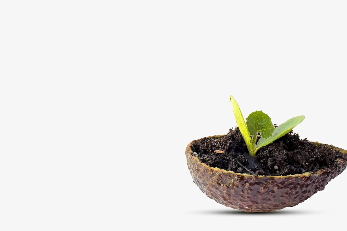 planta en cáscara de aguacate