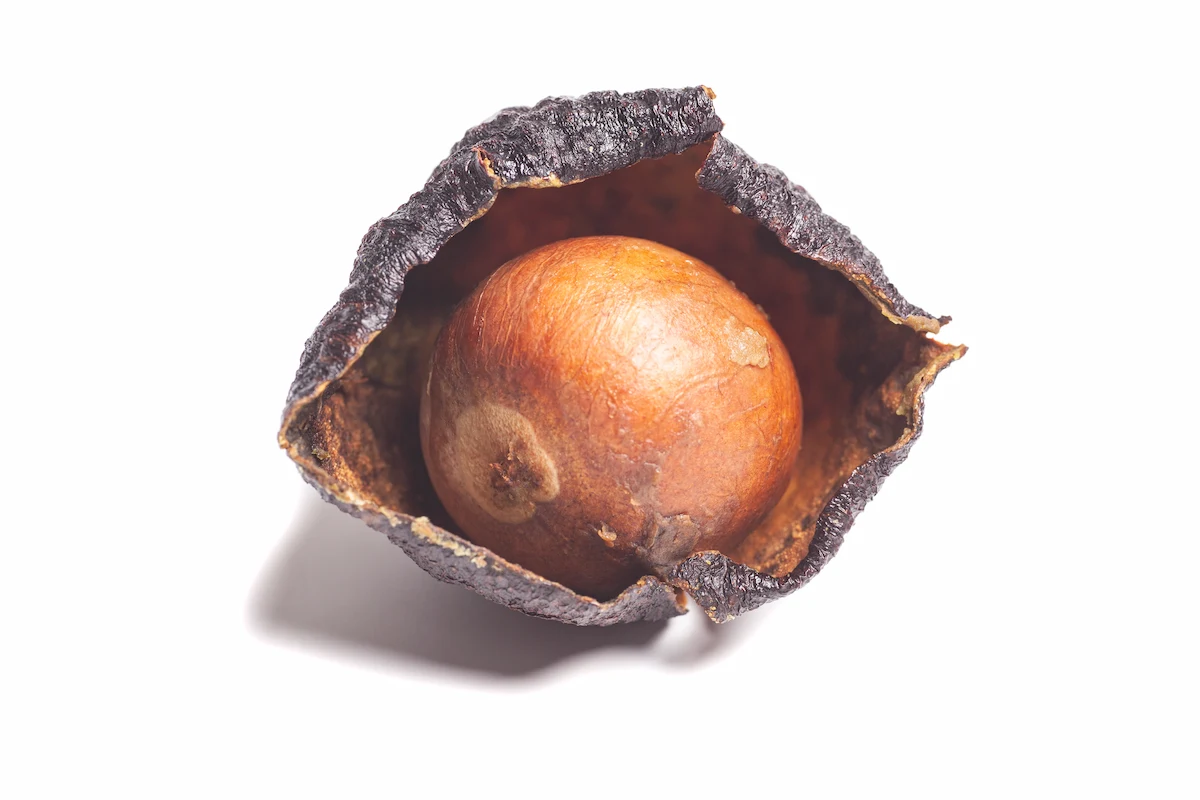 cáscara de aguacate
