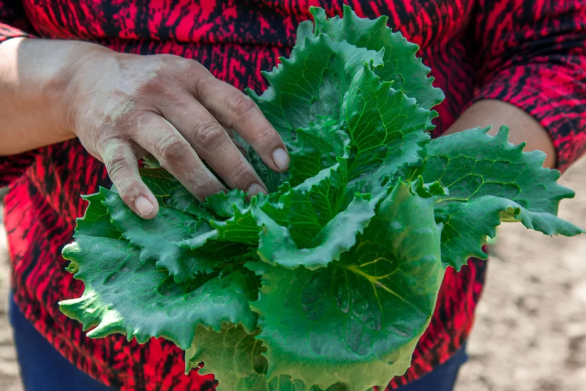 ¿Qué es la ciclosporiasis y cómo se transmite por lechuga contaminada?