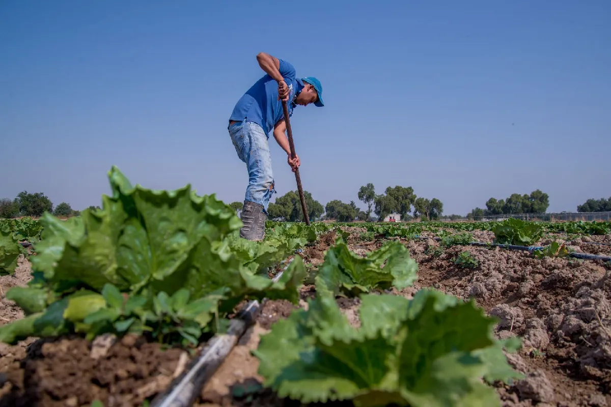 ¿Qué es la ciclosporiasis y cómo se transmite por lechuga contaminada?