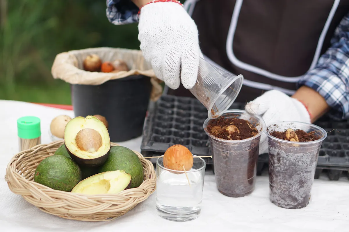 composta cáscara aguacate
