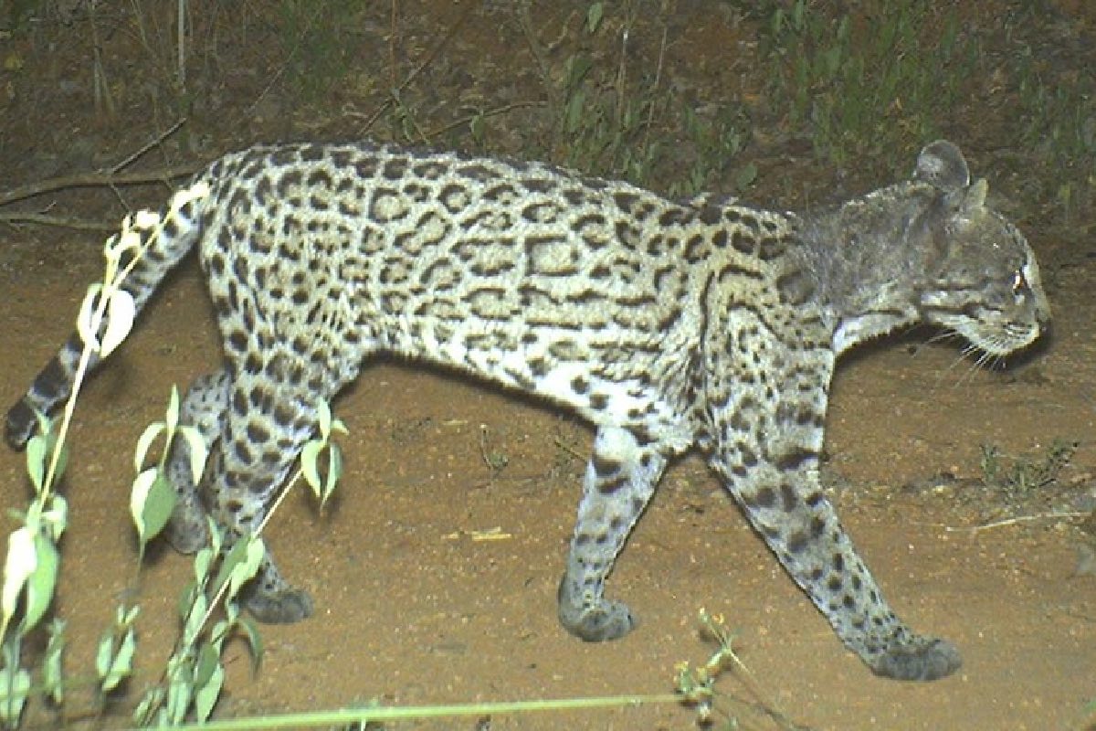 Desde 2011 se han registrado más casos de ocelotes y pumas "muy afectados" por sarna