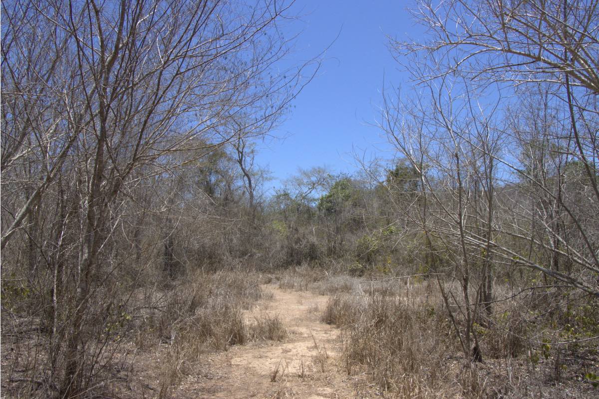 El bosque seco tropical, uno de los ecosistemas más frágiles del país