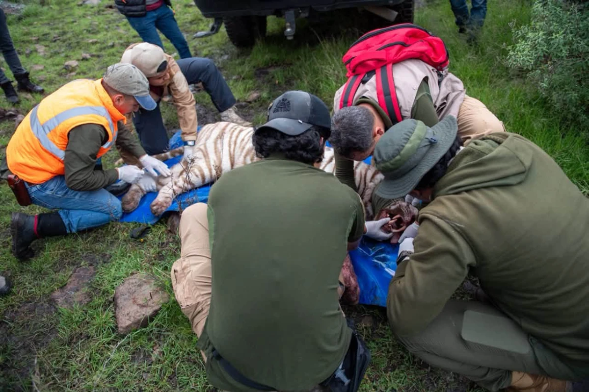 Rescatistas estando sobre el tigre de bengala 