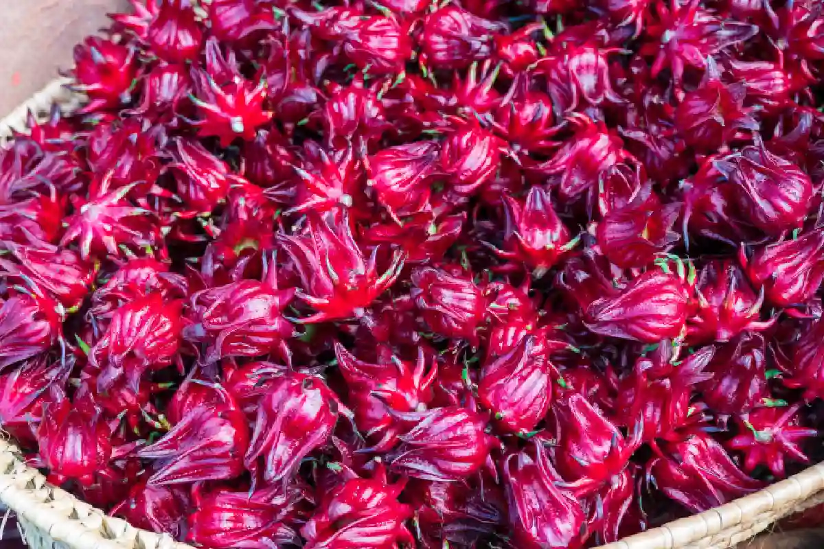 flores de jamaica frescas
