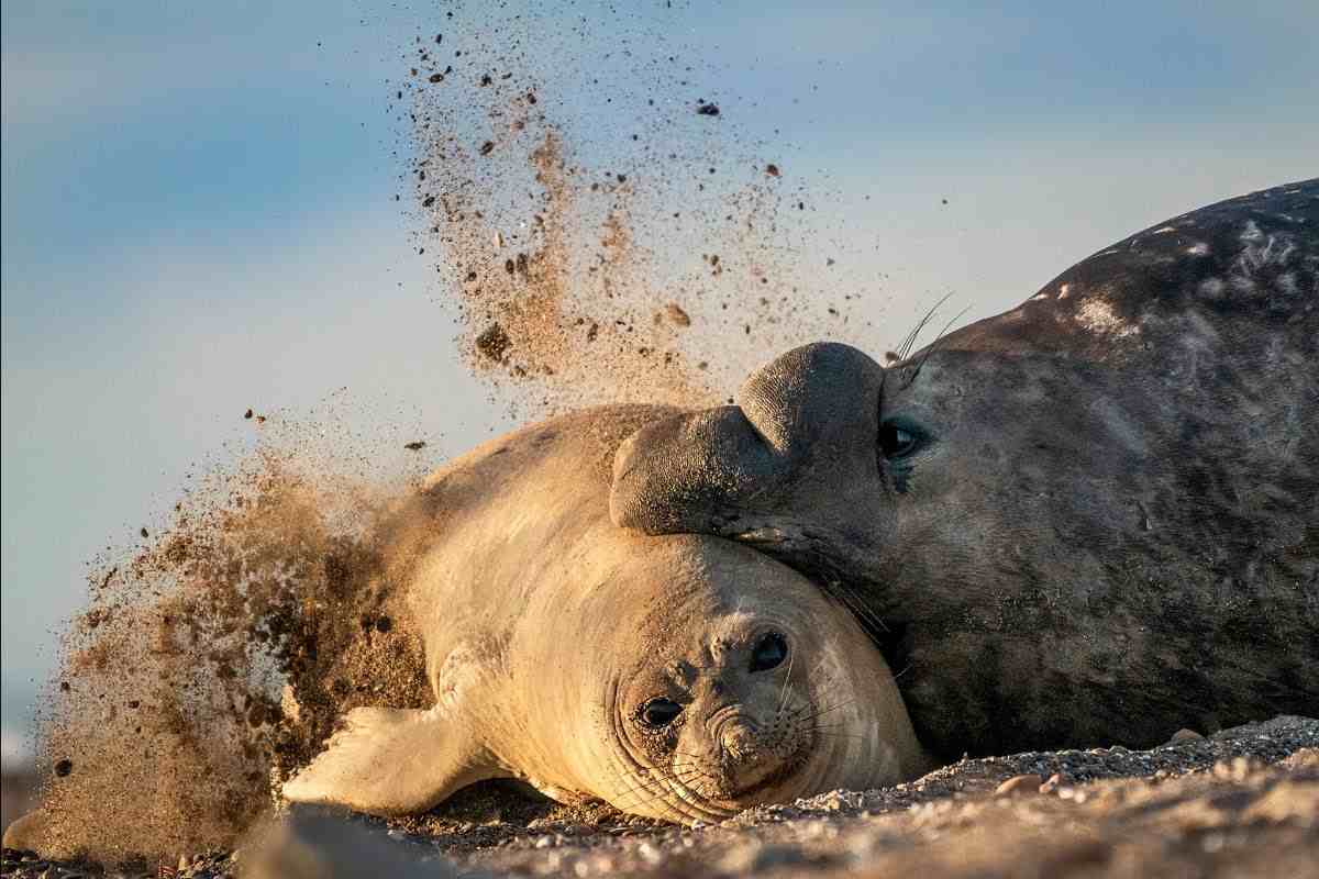 La organización WCS Argentina remarca que durante la primavera será necesario censar la población completa de elefantes marinos en Península Valdés, Chubut. (Foto: Mongabay / Cortesía Adriana Sanz vía WCS Argentina)