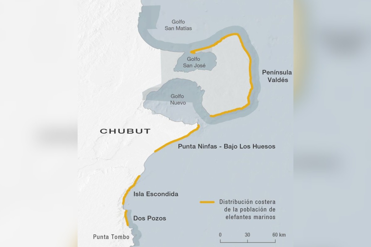 foca-mas-grande-del-mundo-riesgo-argentina-3