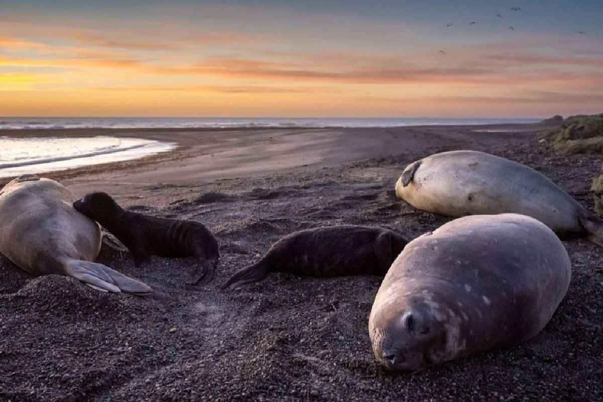 En las costas de Chubut se localiza la única colonia reproductiva continental y de latitud templada de elefante marinos del sur. (Foto: Mongabay / Cortesía Adriana Sanz vía WCS Argentina)