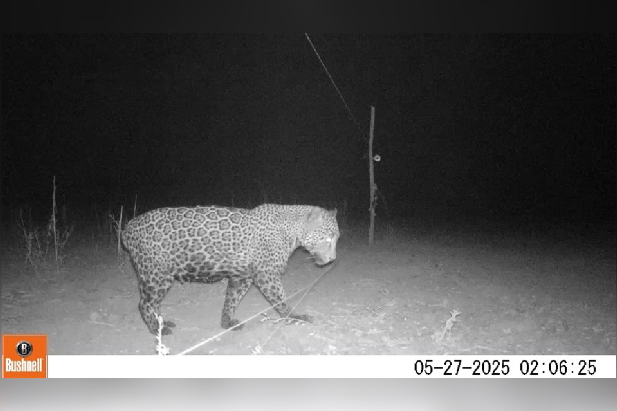 En los ejidos forestales del sur de Campeche y Quintana Roo, los jaguares viejos o heridos libran una batalla contra insectos llevados a la región por las comunidades humanas