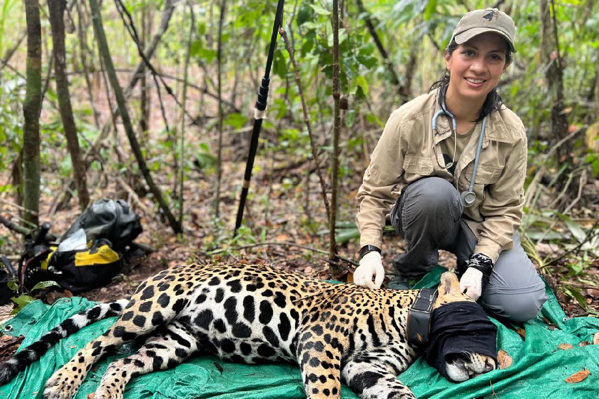 La veterinaria Susana Illescas se ha encargado de la contención, anestesia y evaluación clínica de grandes carnívoros