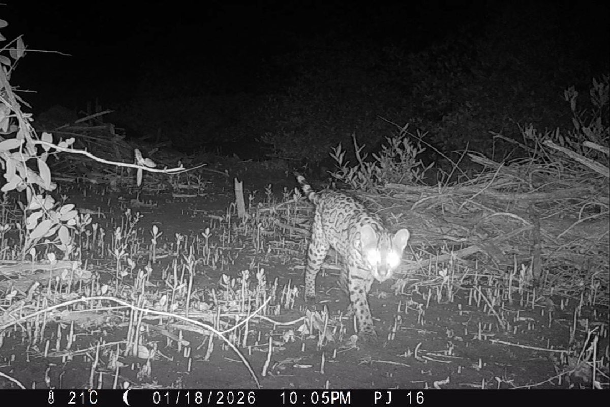 Si el jaguar aparece, las vacas grandes protegen a las chicas y el felino prefiere retirarse sin atacar
