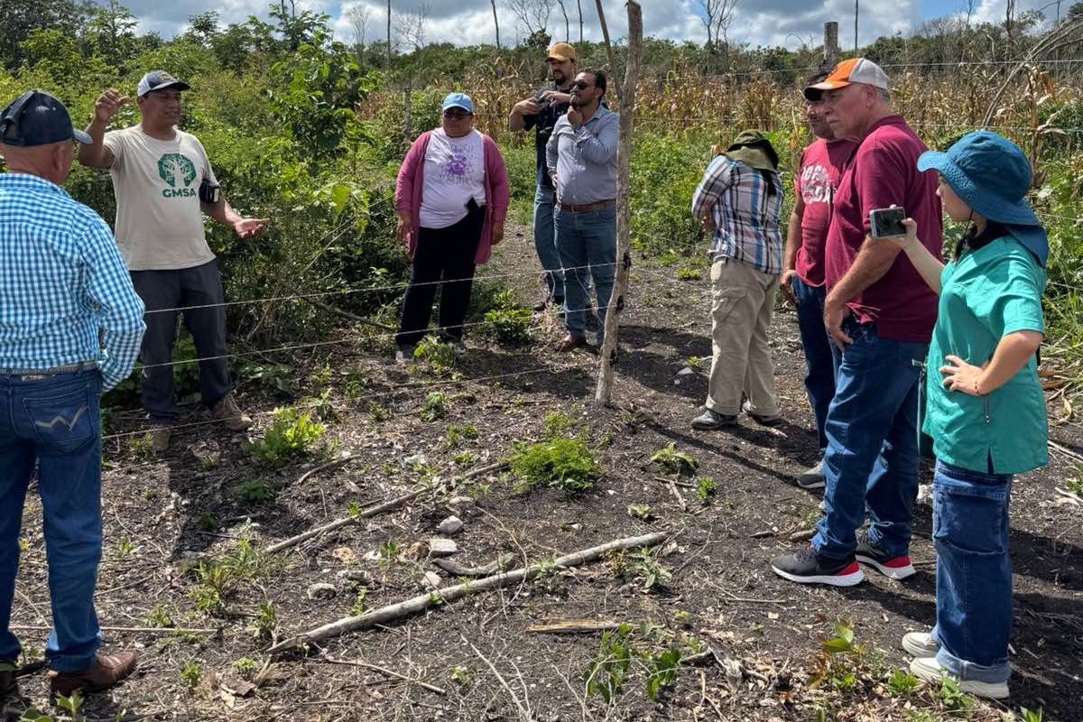 Se han instalado cercos para evitar que el ganado se interne en la selva