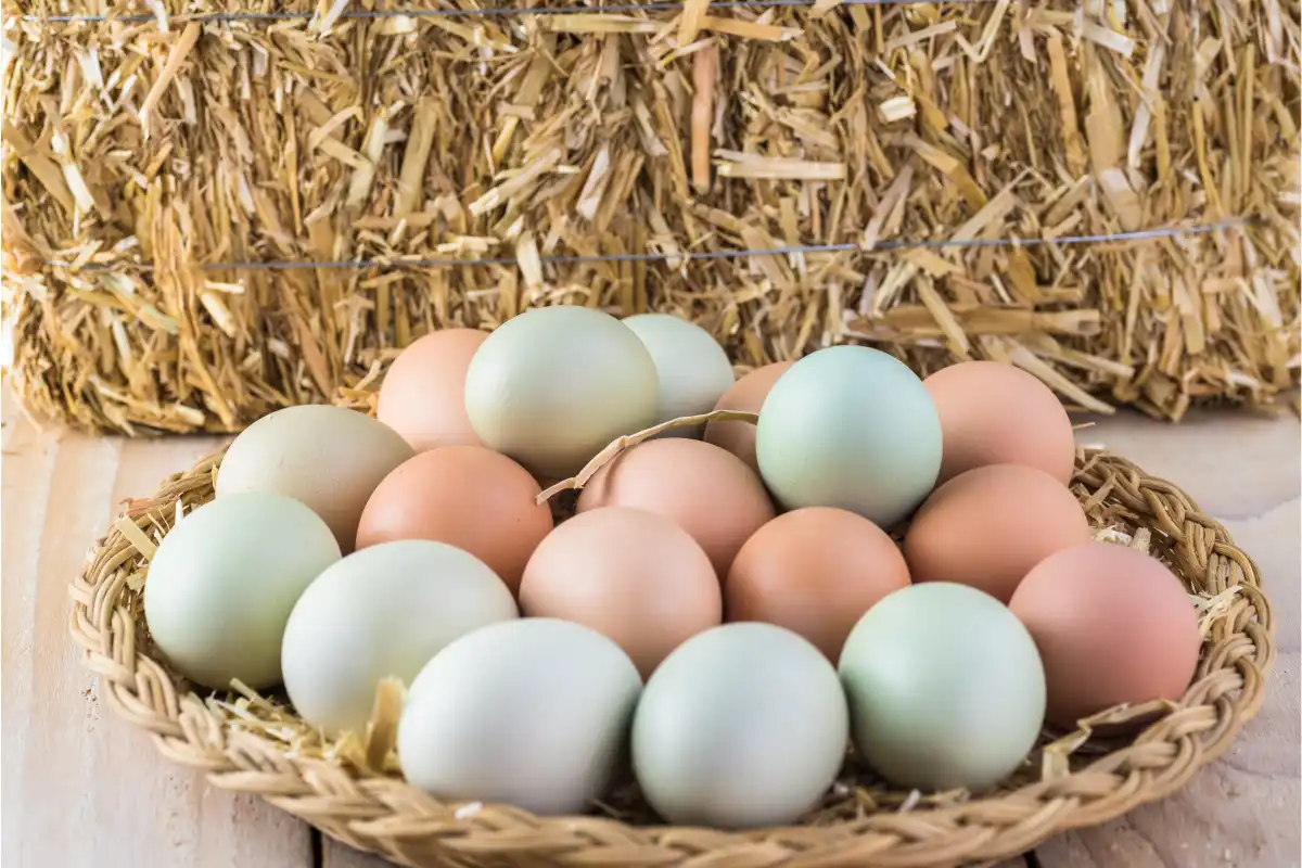 Canasta con huevos de gallina de colores