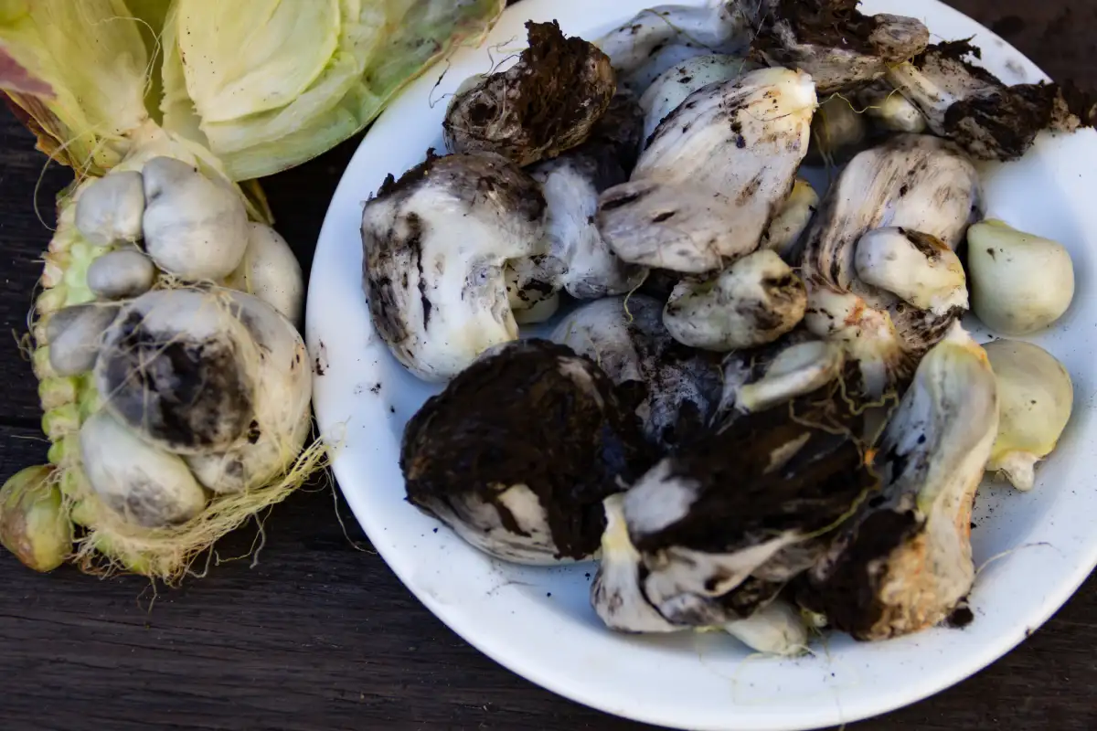 Plato con huitlacoche con cáscara e ingredientes de cocina en madera rústica